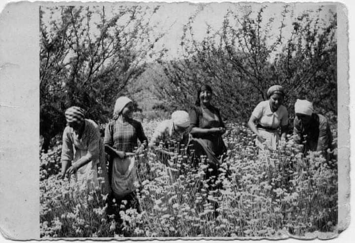 Le donne dei gelsomini – Unione di Lotta per il Partito Comunista (ULPC)